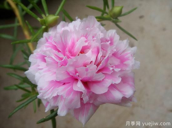 100種常見花卉的栽培大全，送給愛養(yǎng)花的你(圖13)