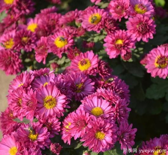 100種常見花卉的栽培大全，送給愛養(yǎng)花的你(圖22)