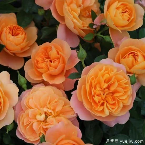 精挑推薦十個(gè)月季花品種，爭(zhēng)奇斗艷形態(tài)顏色各異(圖1)