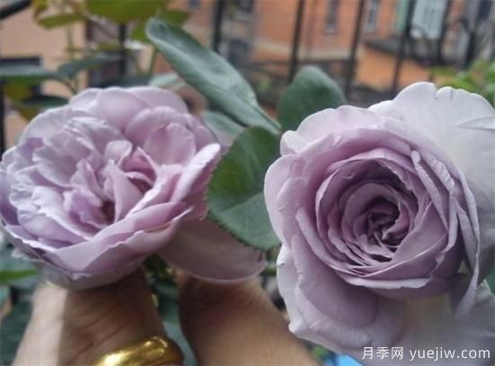 紫色月季花有哪些品種？分享30款紫色月季(圖3)