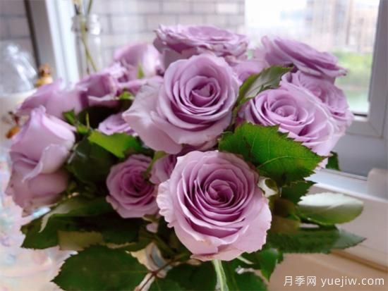 紫色月季花有哪些品種？分享30款紫色月季(圖4)