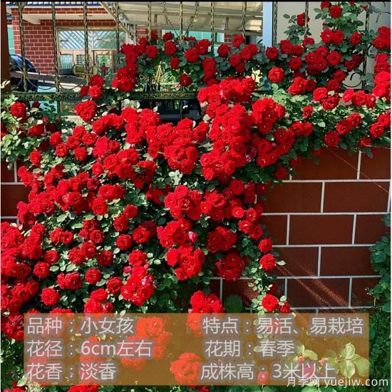 精挑推薦十個(gè)月季花品種，爭(zhēng)奇斗艷形態(tài)顏色各異(圖2)