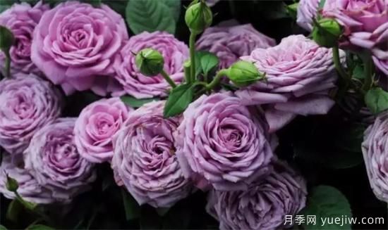 紫色月季花有哪些品種？分享30款紫色月季(圖5)