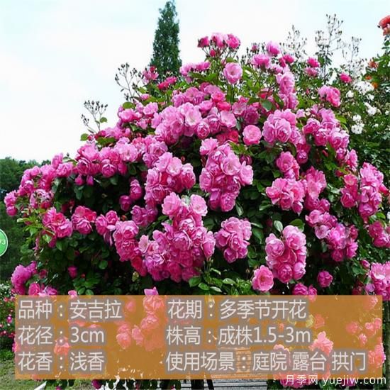 精挑推薦十個(gè)月季花品種，爭(zhēng)奇斗艷形態(tài)顏色各異(圖3)