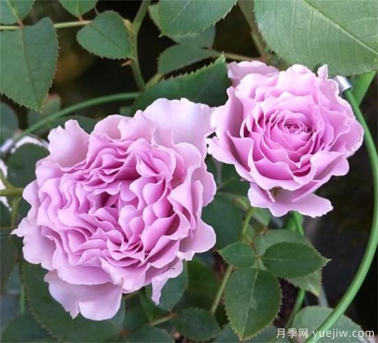紫色月季花有哪些品種？分享30款紫色月季(圖6)