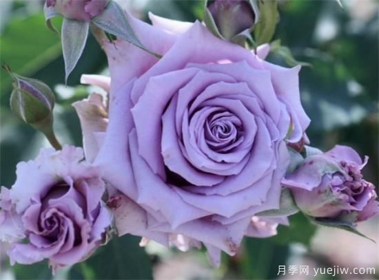 紫色月季花有哪些品種？分享30款紫色月季(圖9)