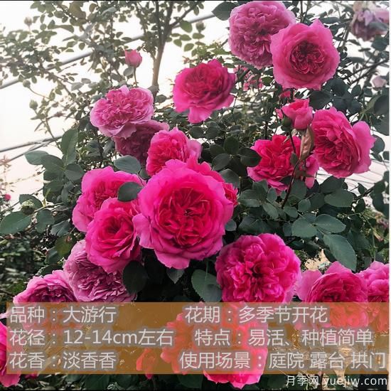 精挑推薦十個(gè)月季花品種，爭(zhēng)奇斗艷形態(tài)顏色各異(圖4)