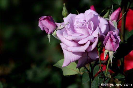 紫色月季花有哪些品種？分享30款紫色月季(圖8)
