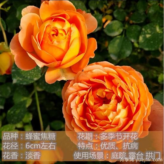 精挑推薦十個(gè)月季花品種，爭(zhēng)奇斗艷形態(tài)顏色各異(圖5)