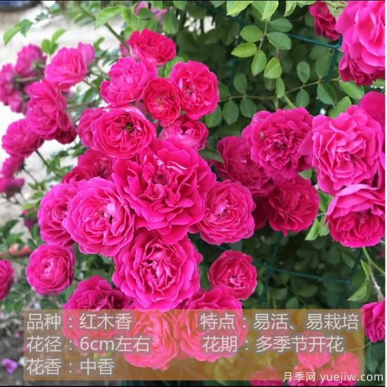 精挑推薦十個(gè)月季花品種，爭(zhēng)奇斗艷形態(tài)顏色各異(圖6)