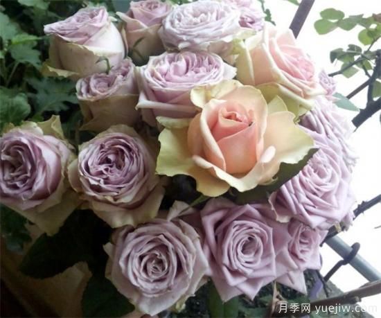 紫色月季花有哪些品種？分享30款紫色月季(圖10)