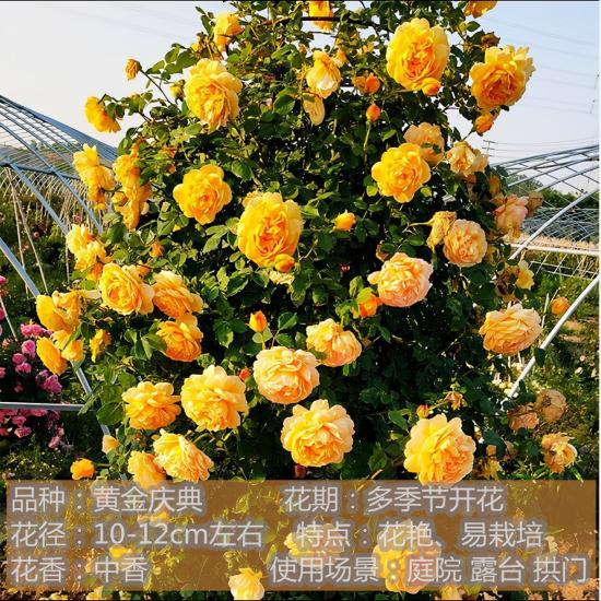 精挑推薦十個(gè)月季花品種，爭(zhēng)奇斗艷形態(tài)顏色各異(圖7)