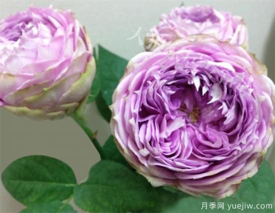 紫色月季花有哪些品種？分享30款紫色月季(圖11)