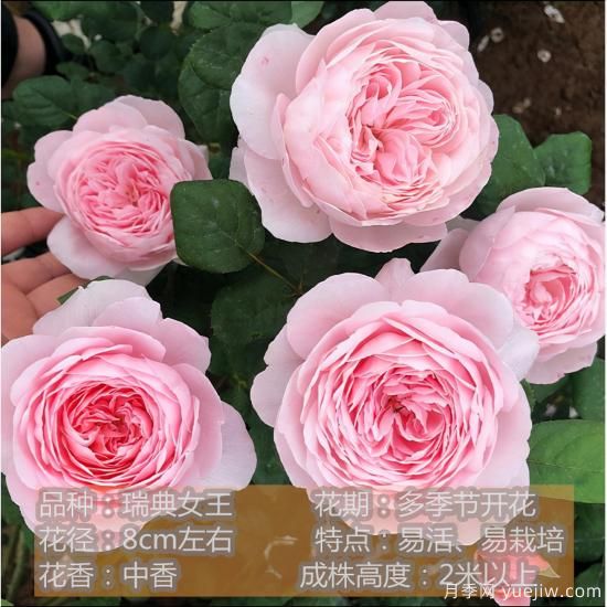 精挑推薦十個(gè)月季花品種，爭(zhēng)奇斗艷形態(tài)顏色各異(圖8)