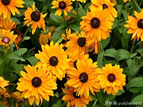 100種常見花卉的栽培大全，送給愛養(yǎng)花的你(圖32)