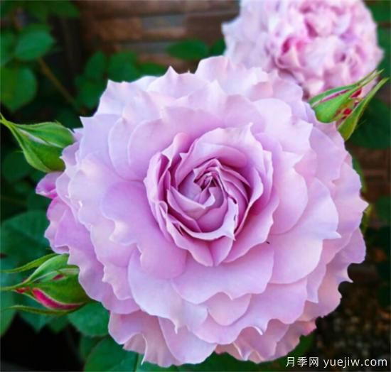 紫色月季花有哪些品種？分享30款紫色月季(圖14)