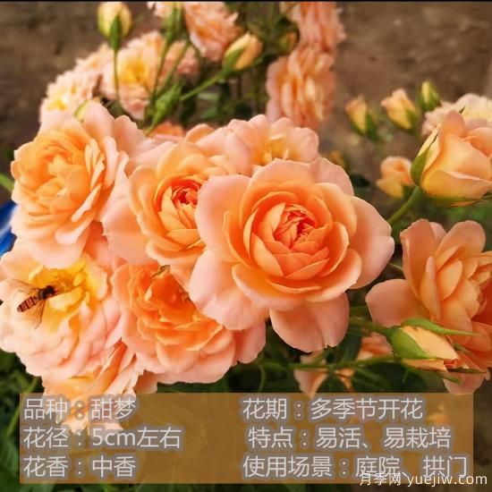 精挑推薦十個(gè)月季花品種，爭(zhēng)奇斗艷形態(tài)顏色各異(圖9)