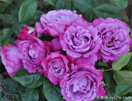 紫色月季花有哪些品種？分享30款紫色月季(圖17)