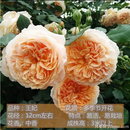 精挑推薦十個(gè)月季花品種，爭(zhēng)奇斗艷形態(tài)顏色各異(圖10)