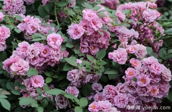 紫色月季花有哪些品種？分享30款紫色月季(圖18)