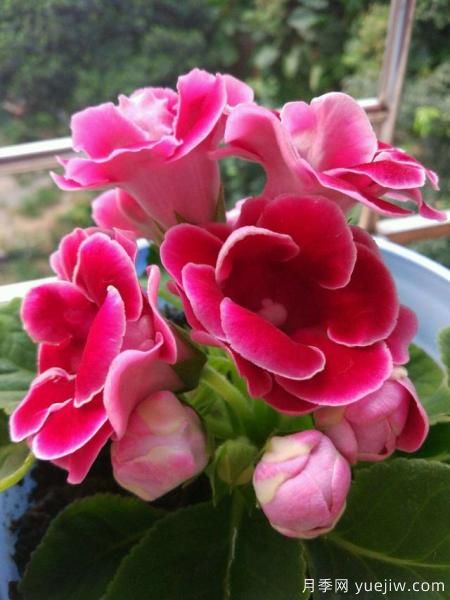 100種常見花卉的栽培大全，送給愛養(yǎng)花的你(圖38)
