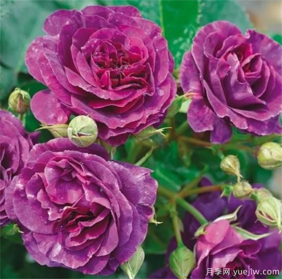 紫色月季花有哪些品種？分享30款紫色月季(圖19)