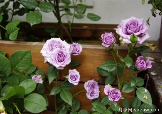 紫色月季花有哪些品種？分享30款紫色月季(圖20)