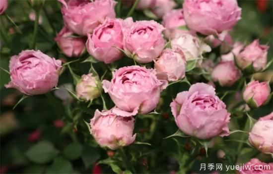 紫色月季花有哪些品種？分享30款紫色月季(圖24)
