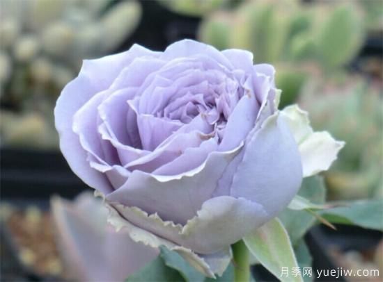 紫色月季花有哪些品種？分享30款紫色月季(圖25)