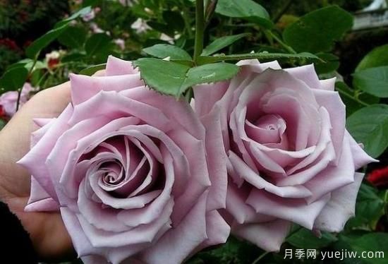 紫色月季花有哪些品種？分享30款紫色月季(圖26)
