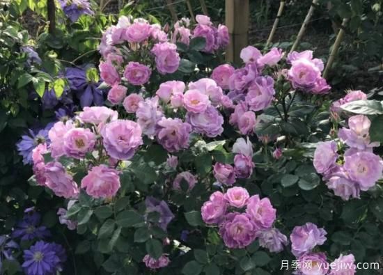 紫色月季花有哪些品種？分享30款紫色月季(圖27)