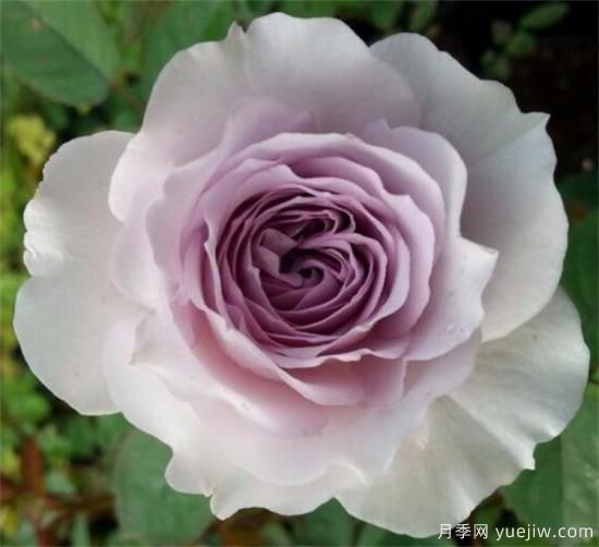 紫色月季花有哪些品種？分享30款紫色月季(圖28)