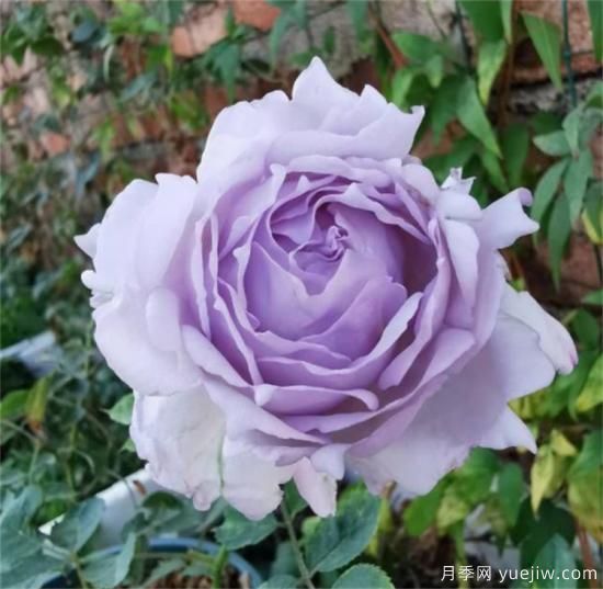 紫色月季花有哪些品種？分享30款紫色月季(圖29)