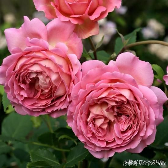35個奧斯汀官方推薦的月季品種，抗病強長勢好開花多花友必選(圖9)