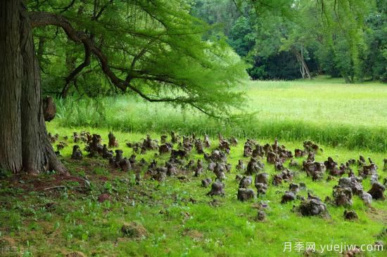 靈性化的林業(yè)，黔東南育林護(hù)林的創(chuàng)意之美(圖4)