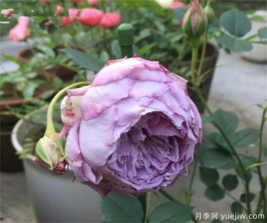 紫色月季花有哪些品種？分享30款紫色月季(圖30)