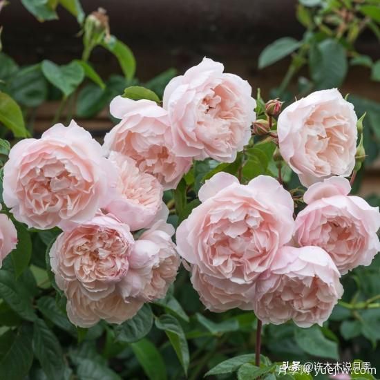 35個奧斯汀官方推薦的月季品種，抗病強長勢好開花多花友必選(圖11)