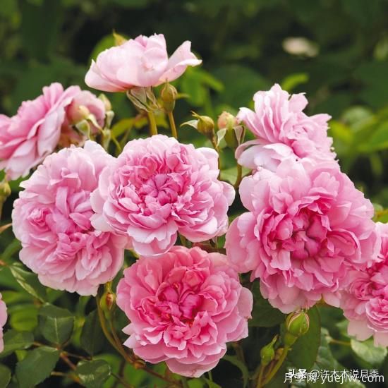 35個奧斯汀官方推薦的月季品種，抗病強長勢好開花多花友必選(圖12)