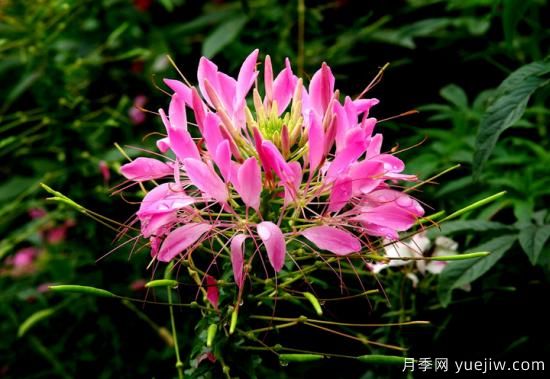 100種常見花卉的栽培大全，送給愛養(yǎng)花的你(圖56)