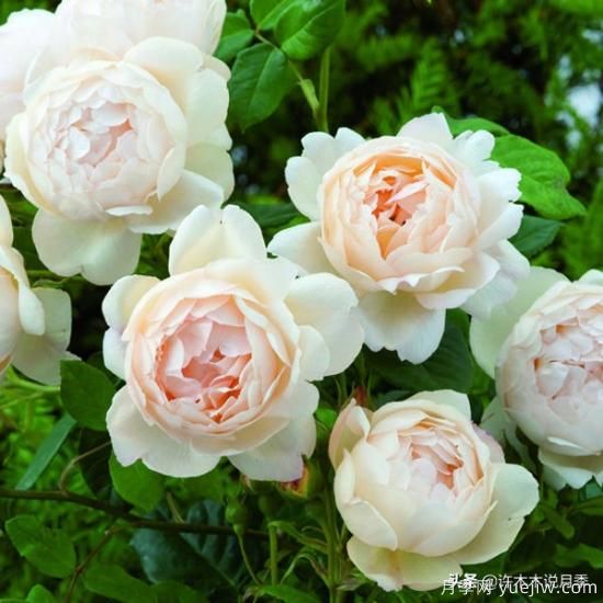 35個奧斯汀官方推薦的月季品種，抗病強長勢好開花多花友必選(圖17)