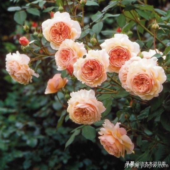 35個奧斯汀官方推薦的月季品種，抗病強長勢好開花多花友必選(圖19)