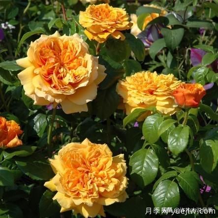 35個奧斯汀官方推薦的月季品種，抗病強長勢好開花多花友必選(圖21)