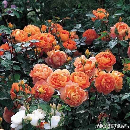 35個奧斯汀官方推薦的月季品種，抗病強長勢好開花多花友必選(圖23)