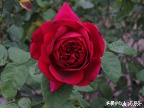 35個奧斯汀官方推薦的月季品種，抗病強長勢好開花多花友必選(圖25)