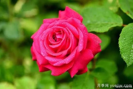月季復(fù)壯很簡(jiǎn)單，做好3件事新枝粗壯開花多(圖1)