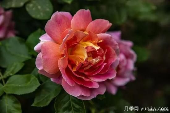 月季復(fù)壯很簡(jiǎn)單，做好3件事新枝粗壯開花多(圖2)