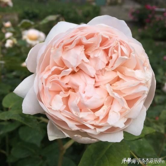 35個奧斯汀官方推薦的月季品種，抗病強長勢好開花多花友必選(圖27)
