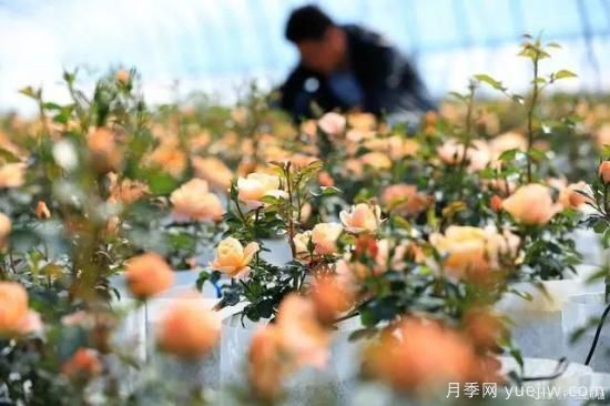 月季復(fù)壯很簡(jiǎn)單，做好3件事新枝粗壯開花多(圖3)