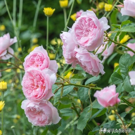 35個奧斯汀官方推薦的月季品種，抗病強長勢好開花多花友必選(圖29)
