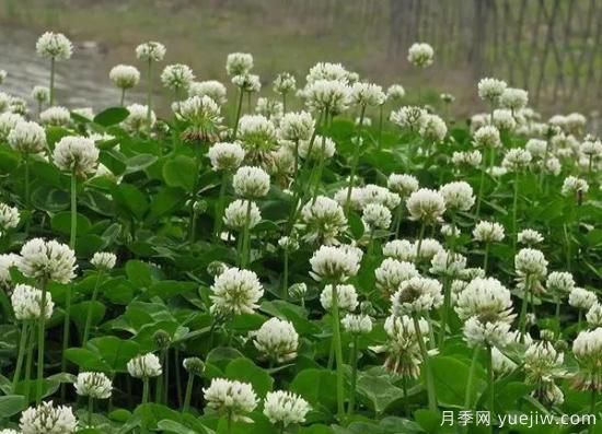 冬天想要綠草如茵，可以試試這幾種草坪(圖4)
